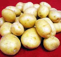 Fresh Potato